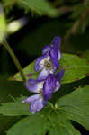 Southern blue monkshood <BR>Monkshood